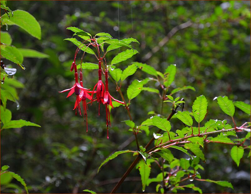 Chacabuco fuchsia